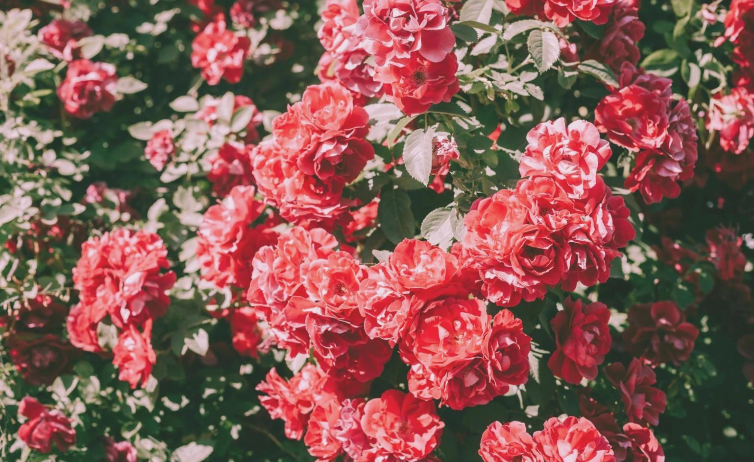 Aufgeschlagenes Lernmaterial mit Blumenarrangements und Notizen